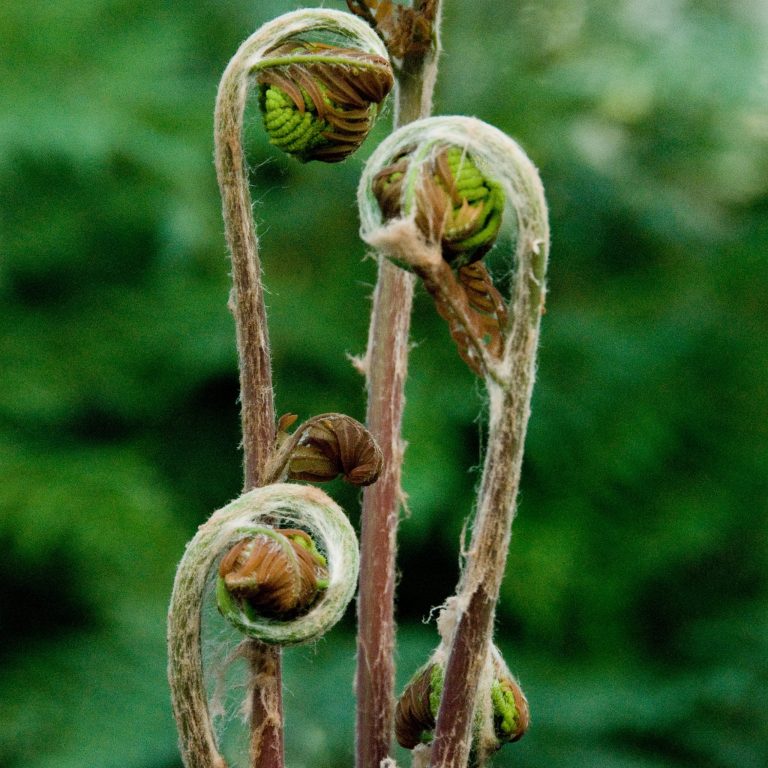 Planting and Care Tips for Dry Shade Gardens