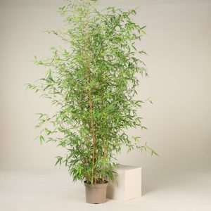 Phyllostachys aureosulcata 'Aureocaulis'