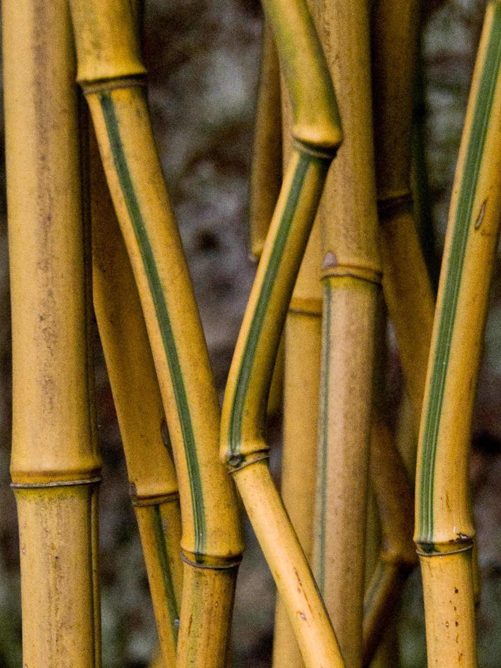 A strong clump of golden canes of impressive height which will quickly establish itself in my garden along with bamboos previously supplied.