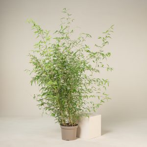 Phyllostachys aureosulcata 'Spectabilis'