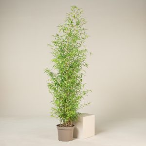 Phyllostachys aurea