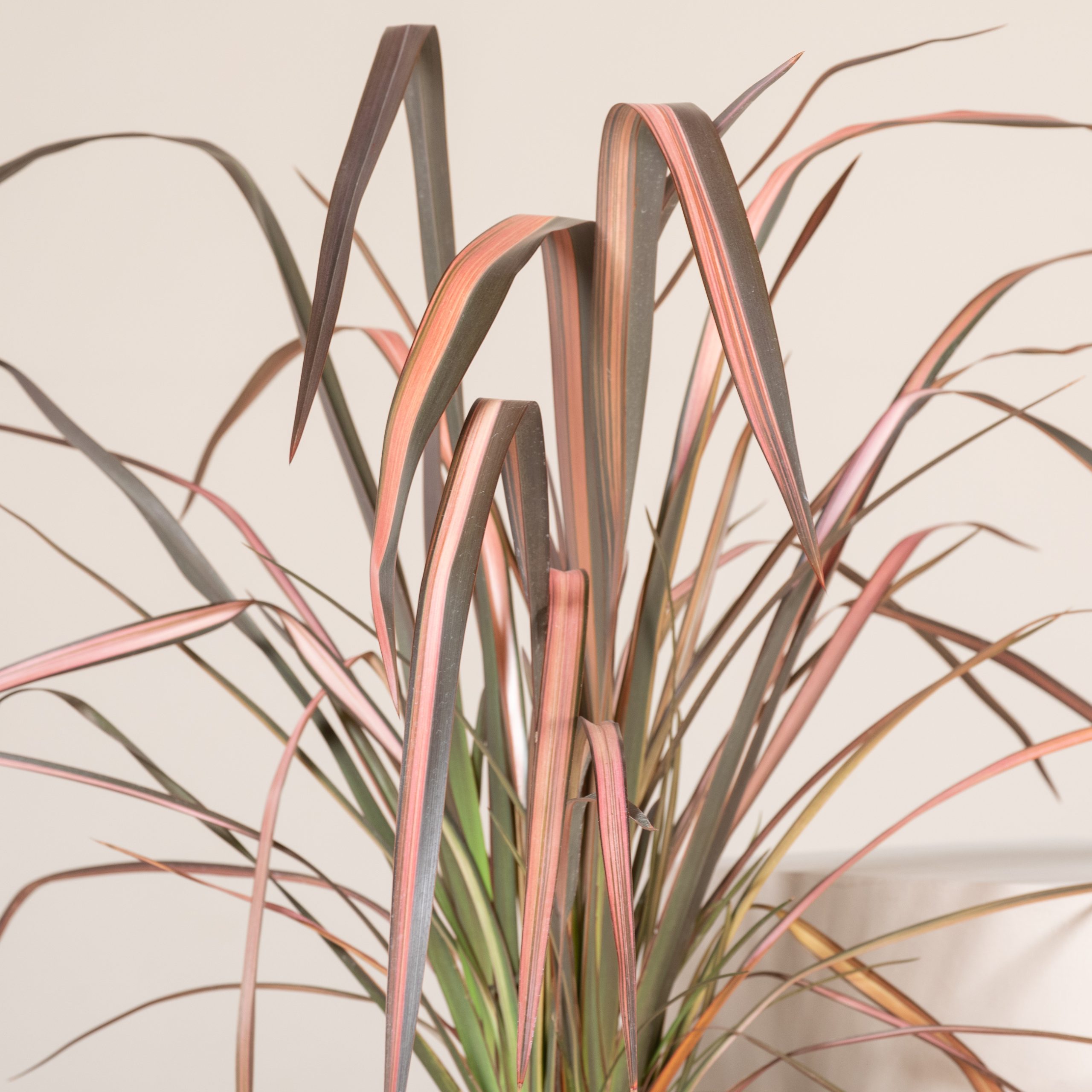 Phormium tenax 'Evening Glow' - Image 2