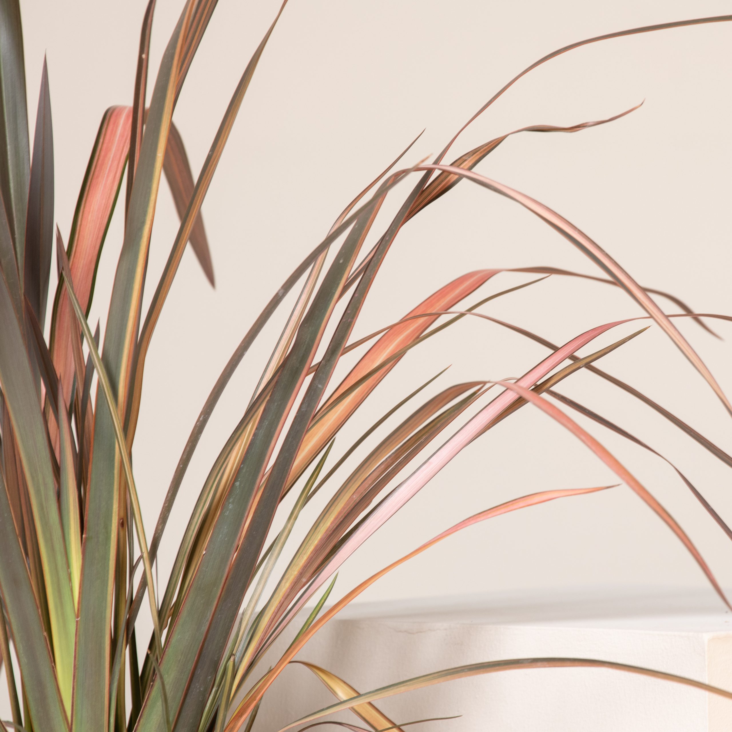 Phormium tenax 'Evening Glow' - Image 5