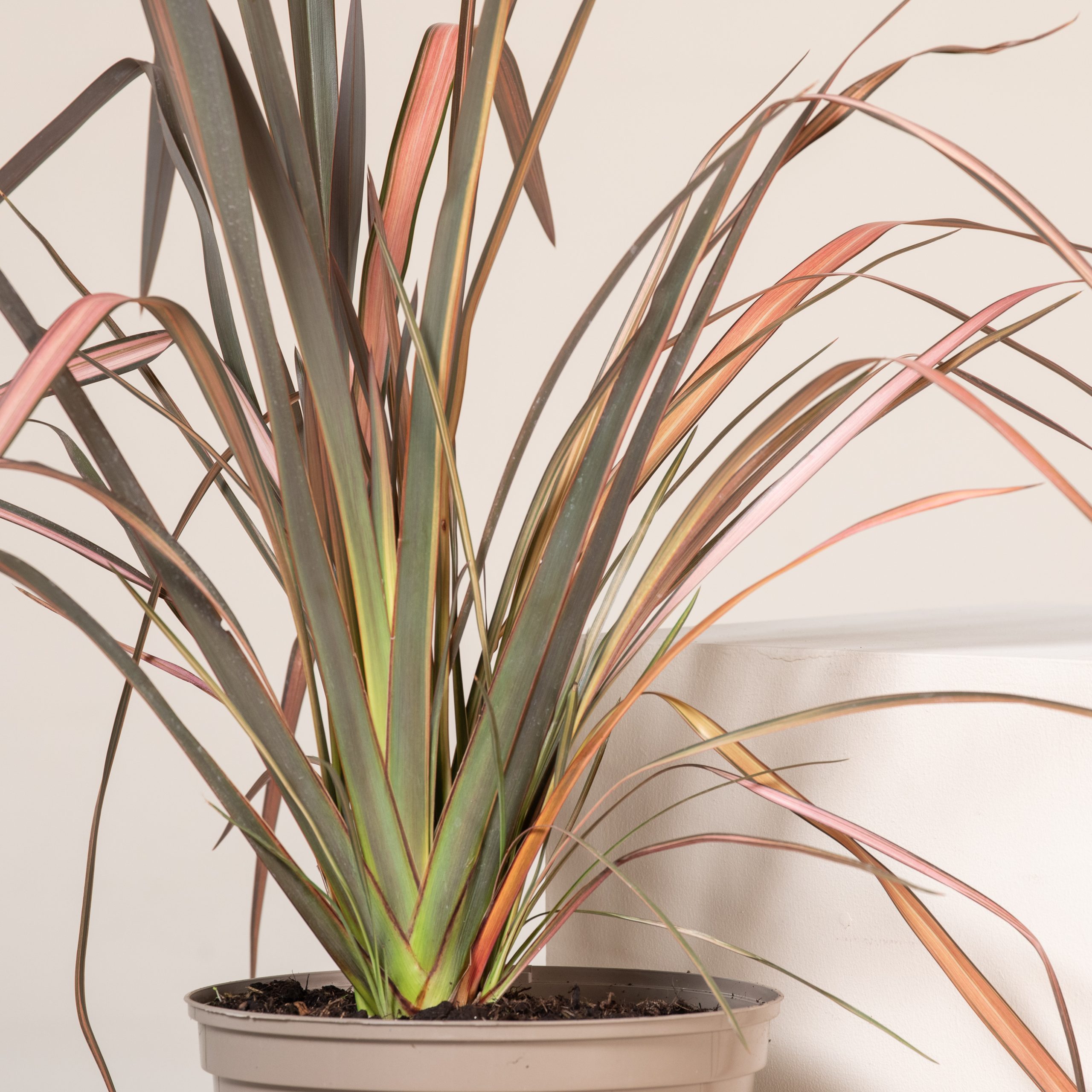 Phormium tenax 'Evening Glow' - Image 4