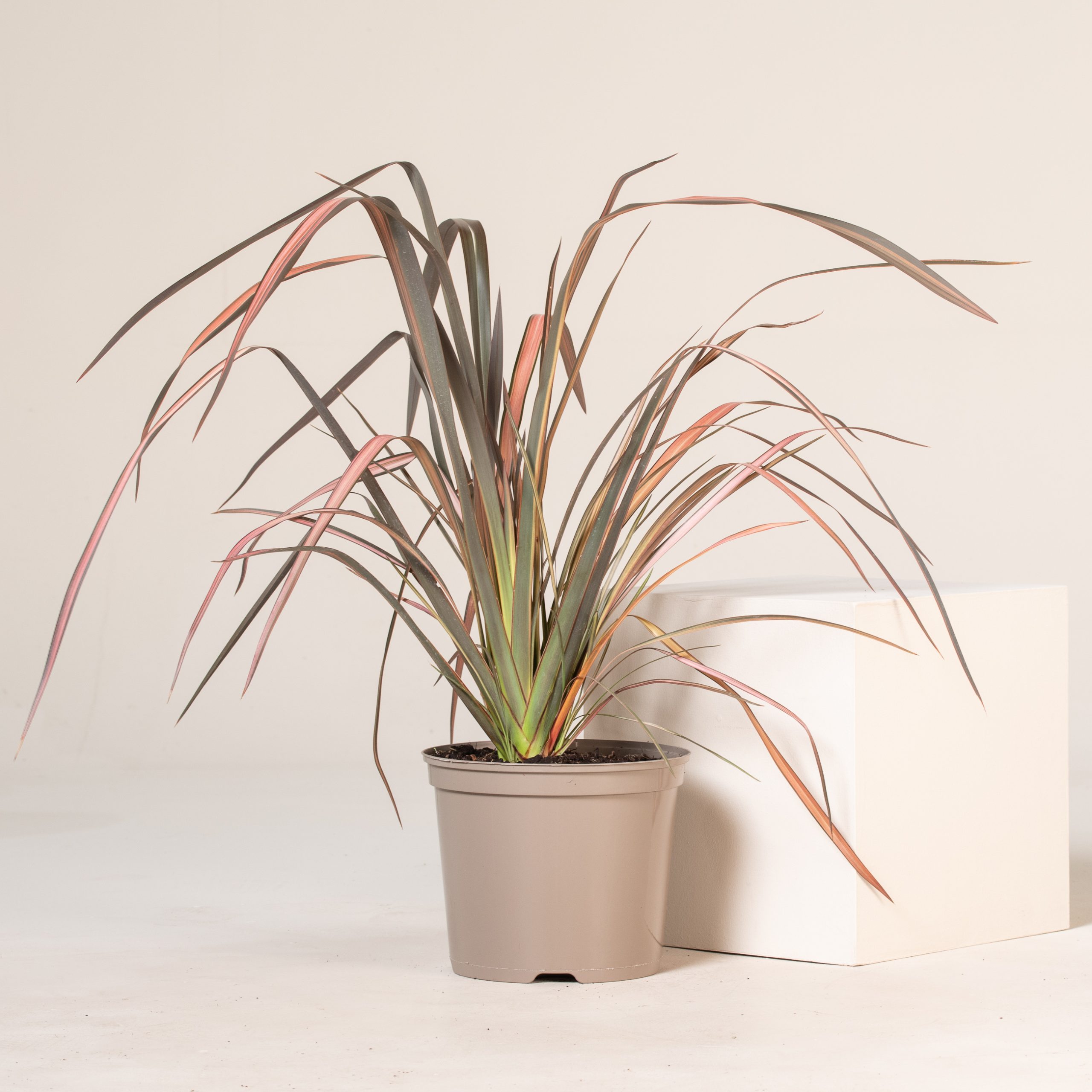 Phormium tenax 'Evening Glow'
