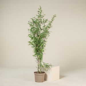Phyllostachys nigra