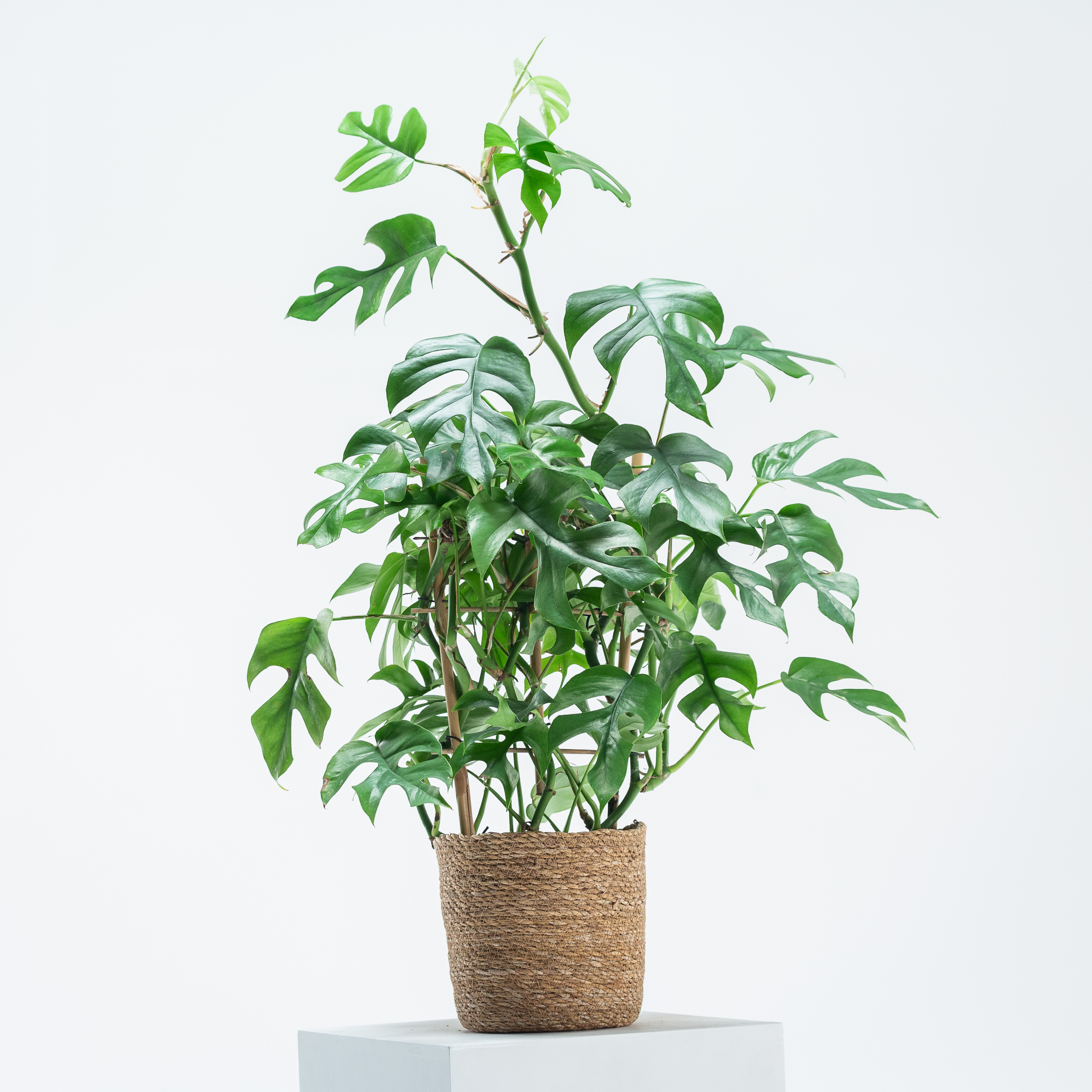 Rhaphidophora tetrasperma | The Palm Centre