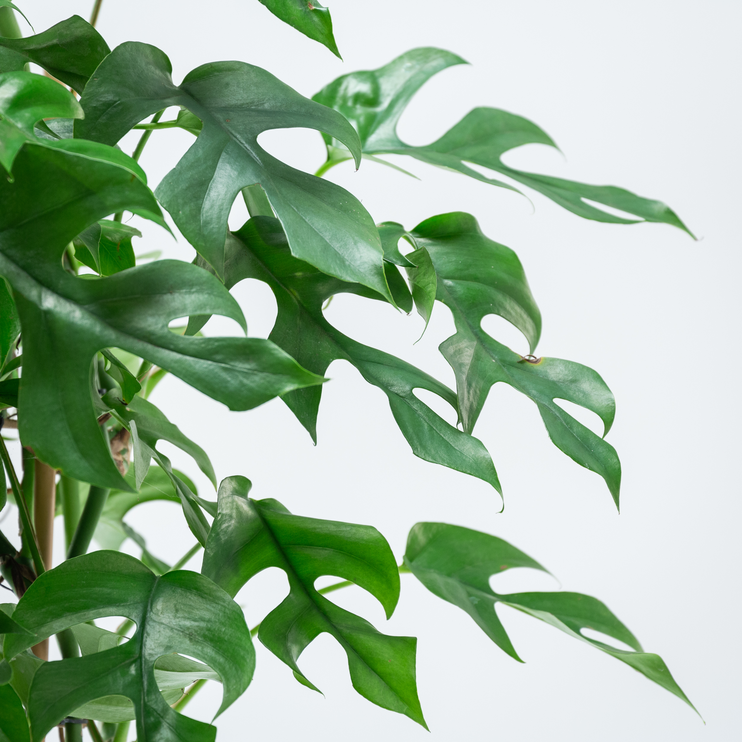 Rhaphidophora tetrasperma | The Palm Centre