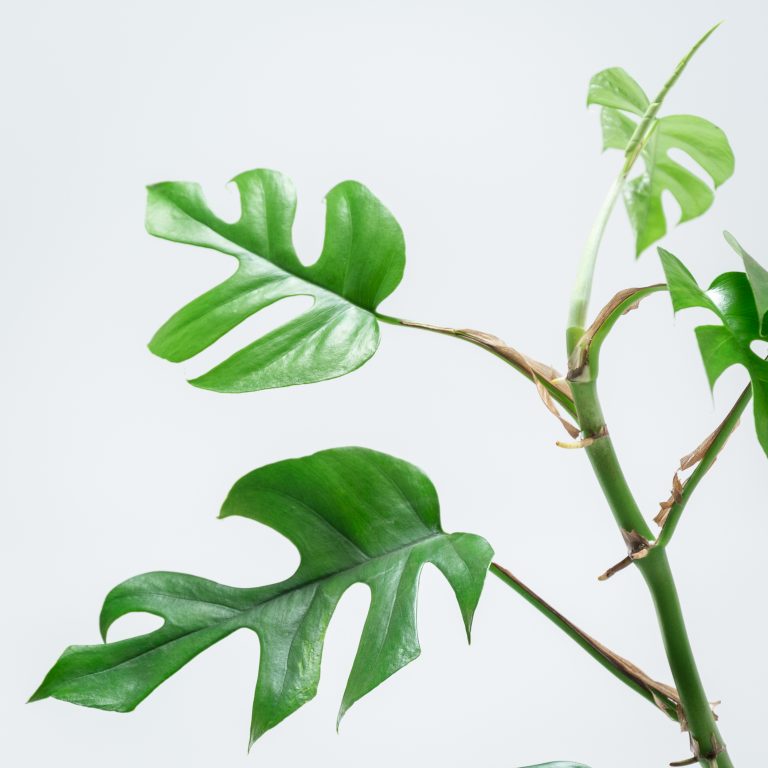 Rhaphidophora tetrasperma | The Palm Centre