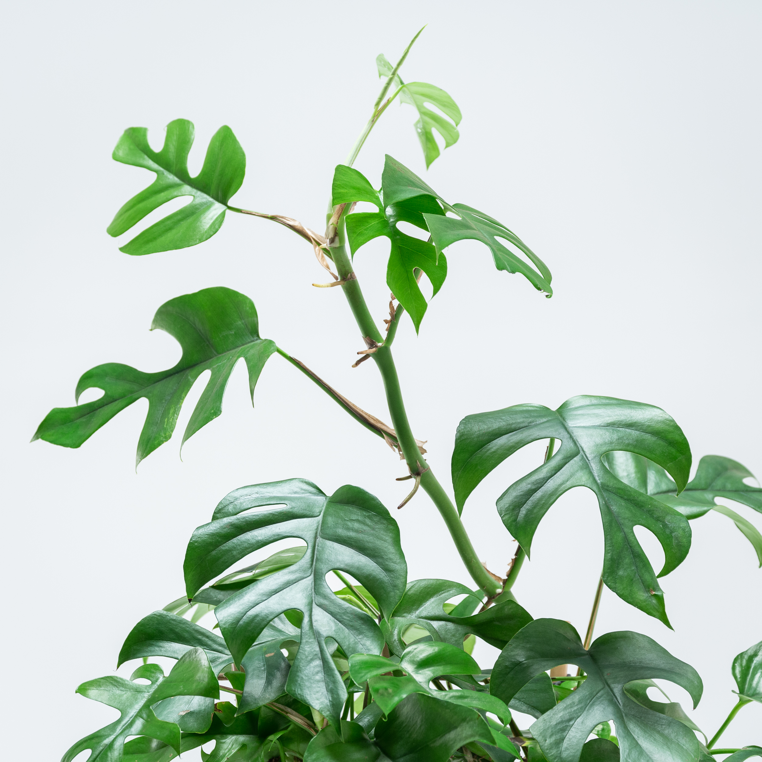 Rhaphidophora tetrasperma white monster ラフィドフォラ・テトラ