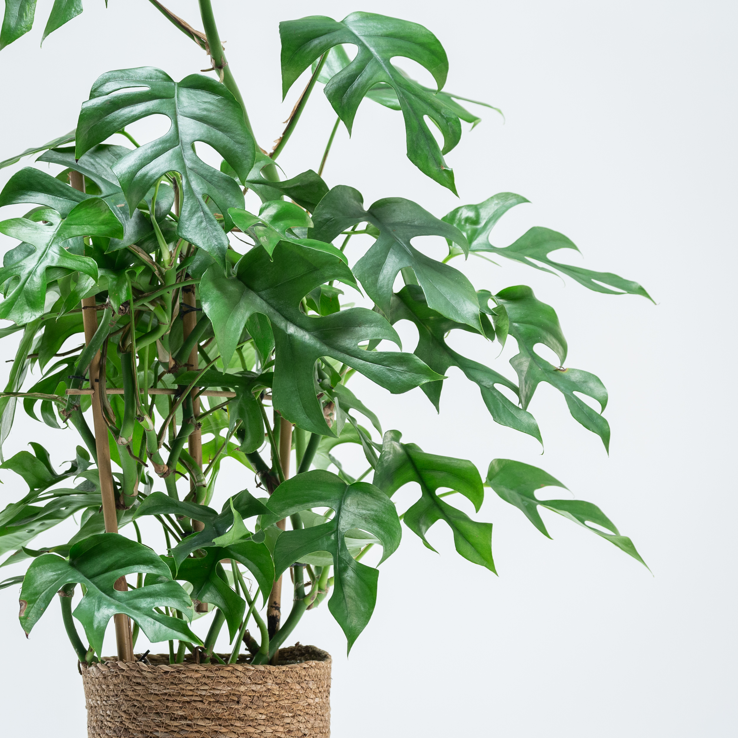 Rhaphidophora tetrasperma | The Palm Centre