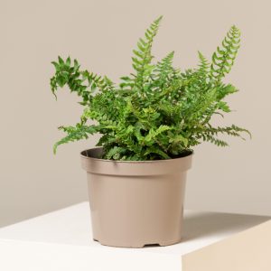 Polystichum munitum