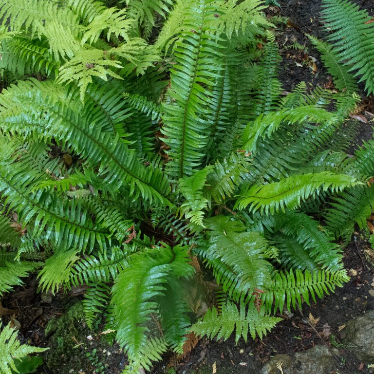 Polystichum munitum
