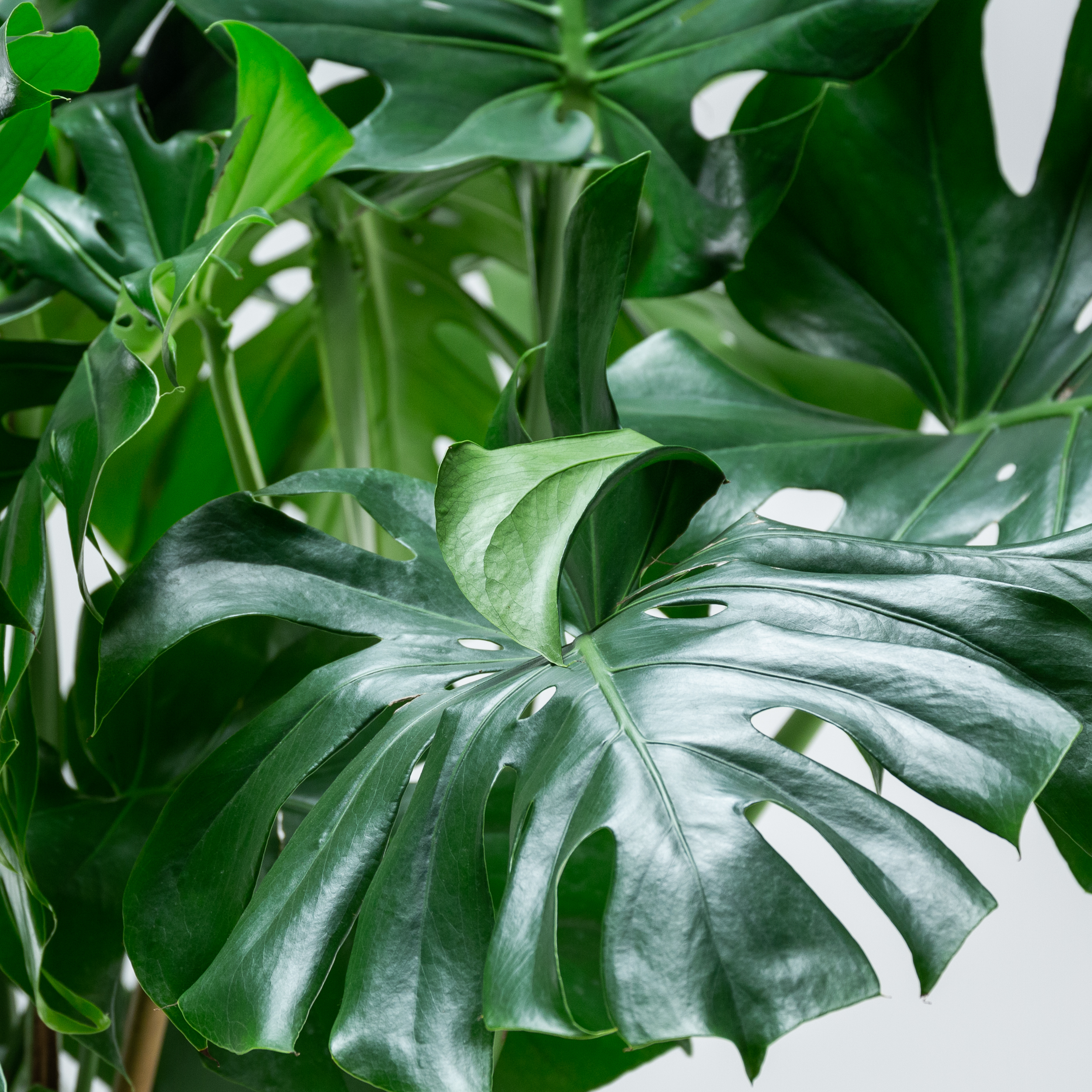 Monstera deliciosa - Image 2