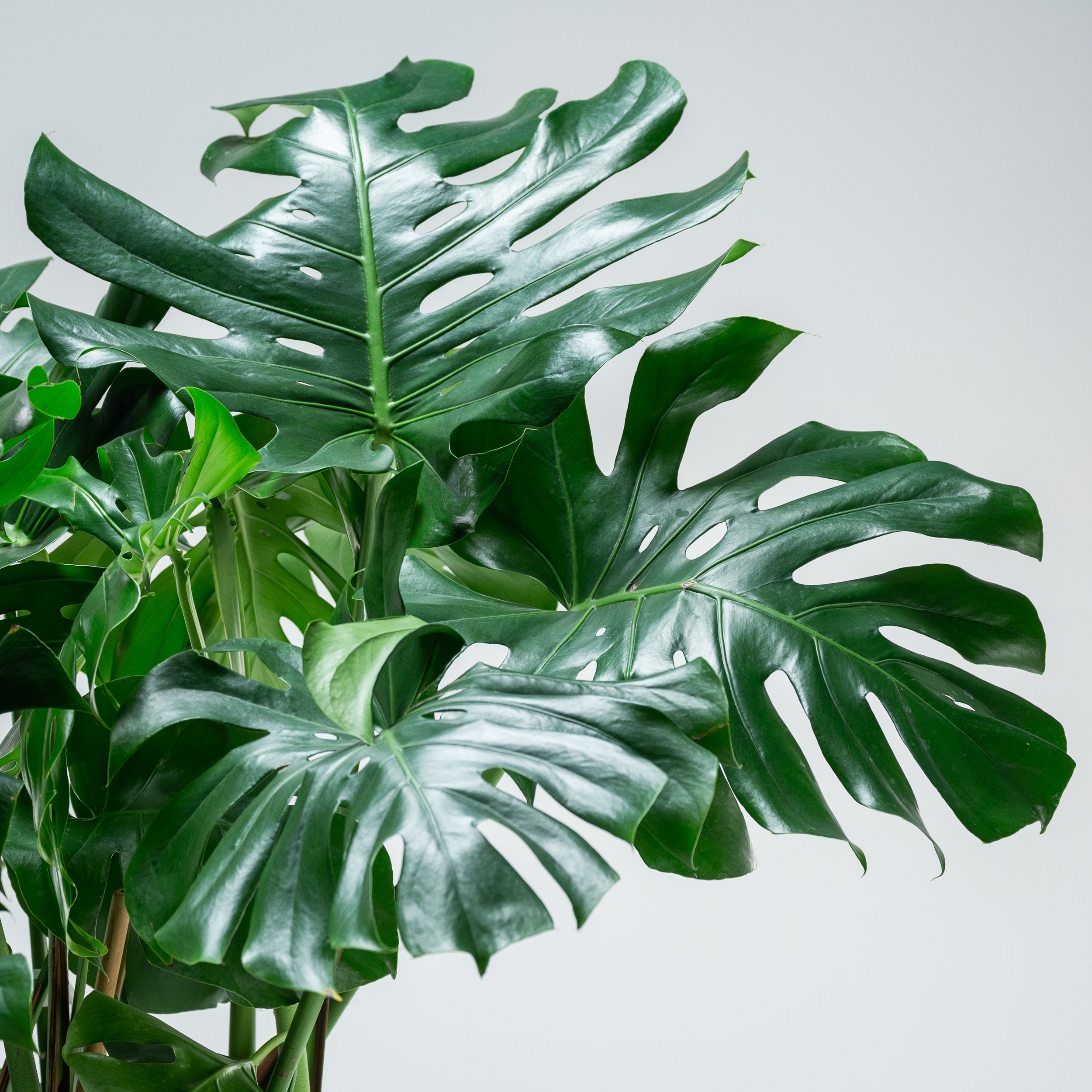 Secrets of the Sobbing Plants: Decoding the Drama of Weepy Houseplants |  The Palm Centre