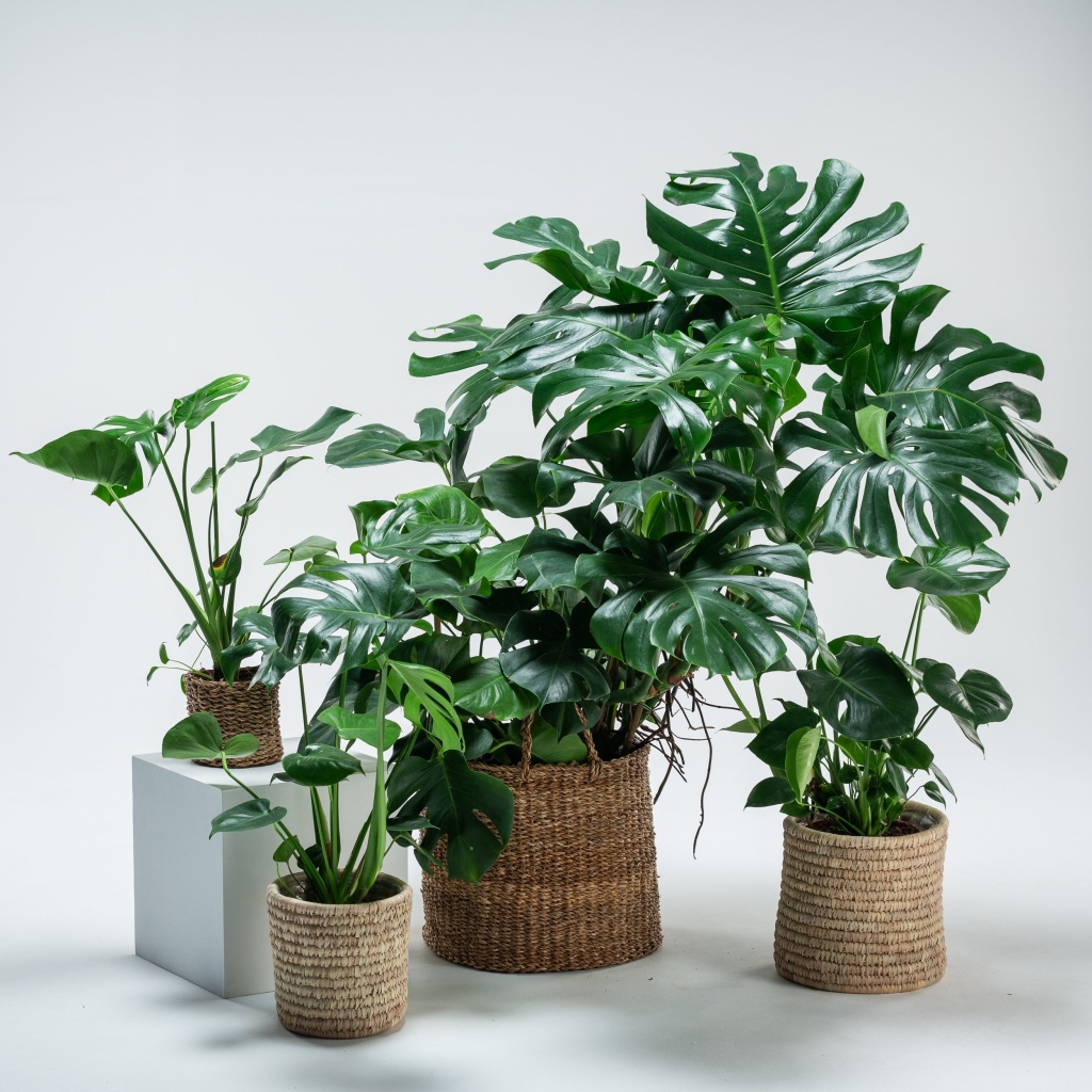 Monstera deliciosa - Swiss cheese plant | The Palm Centre