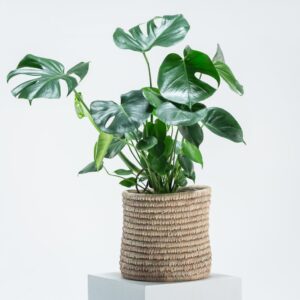 Monstera deliciosa