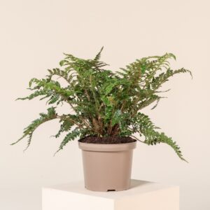 Polystichum polyblepharum