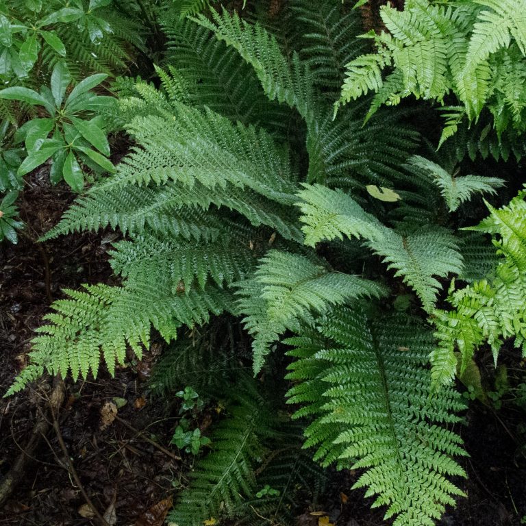Polystichum polyblepharum Garden Design and Pairing