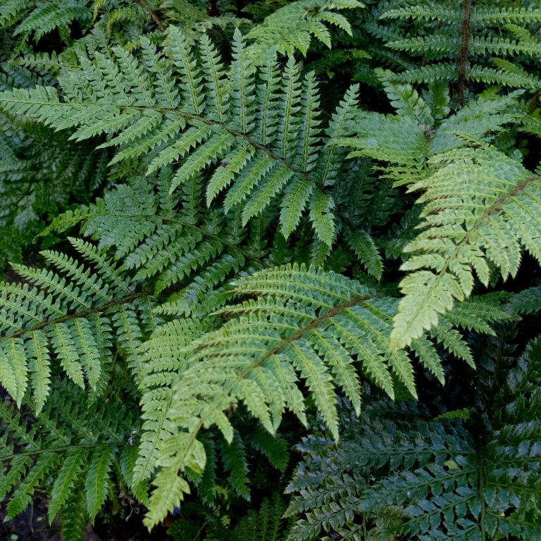 Polystichum polyblepharum