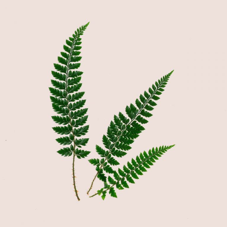 Propagation