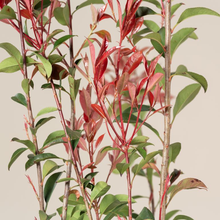 Photinia x fraseri 'Robusta Compacta'