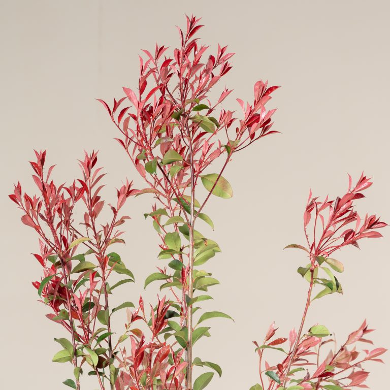Photinia x fraseri ‘Robusta Compacta’