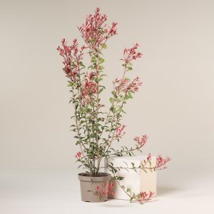 Photinia x fraseri 'Robusta Compacta'