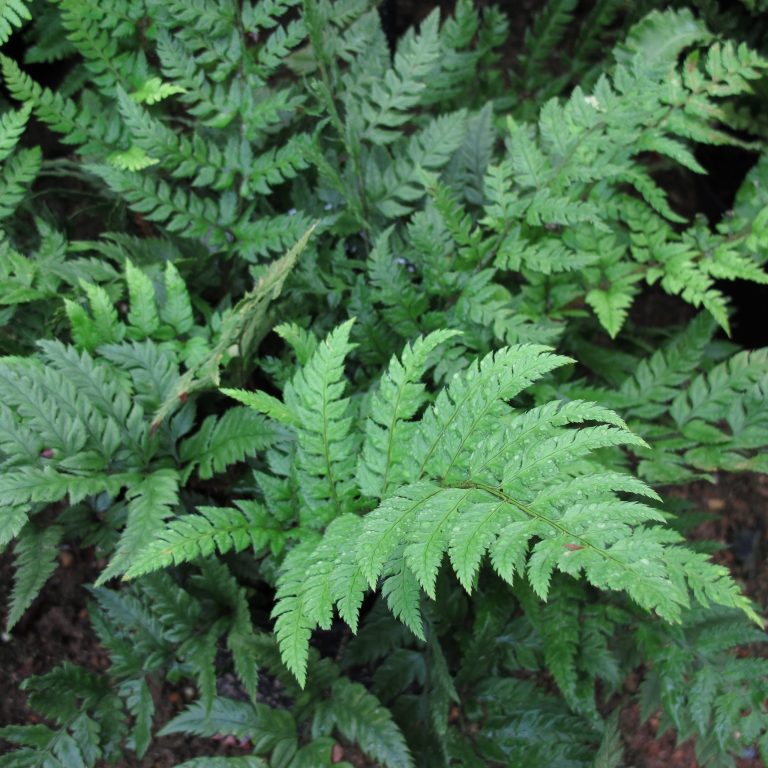 Polystichum tsus-simense