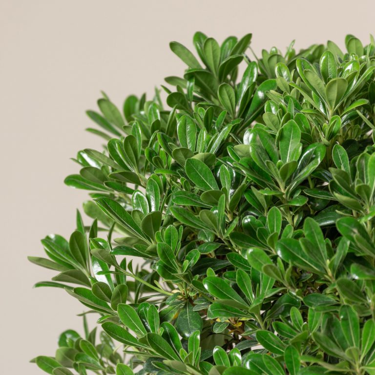 Pittosporum tobira ‘Nanum’