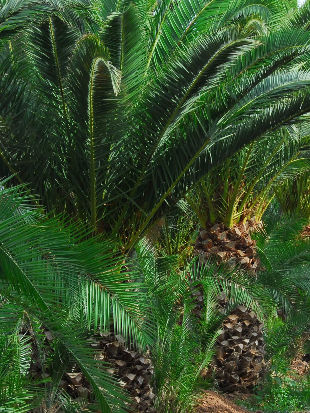 I have just taken delivery of 2 Phoenix Canariensis - Only 7 days since I placed my order - the plants are large, healthy specimens and were well protected and wrapped for their journey. Thank you.