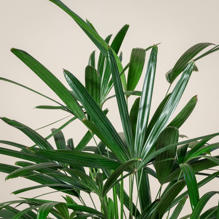 Rhapis excelsa