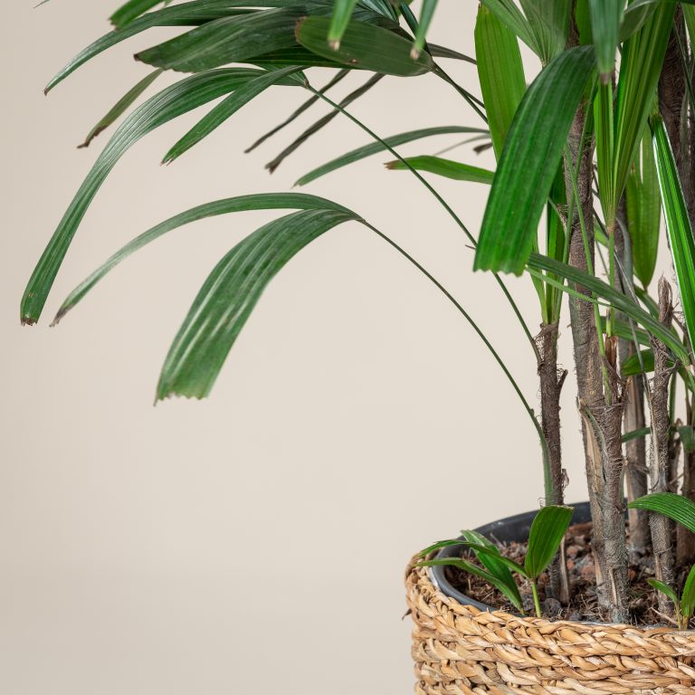 4. Lady Palm (Rhapis excelsa)