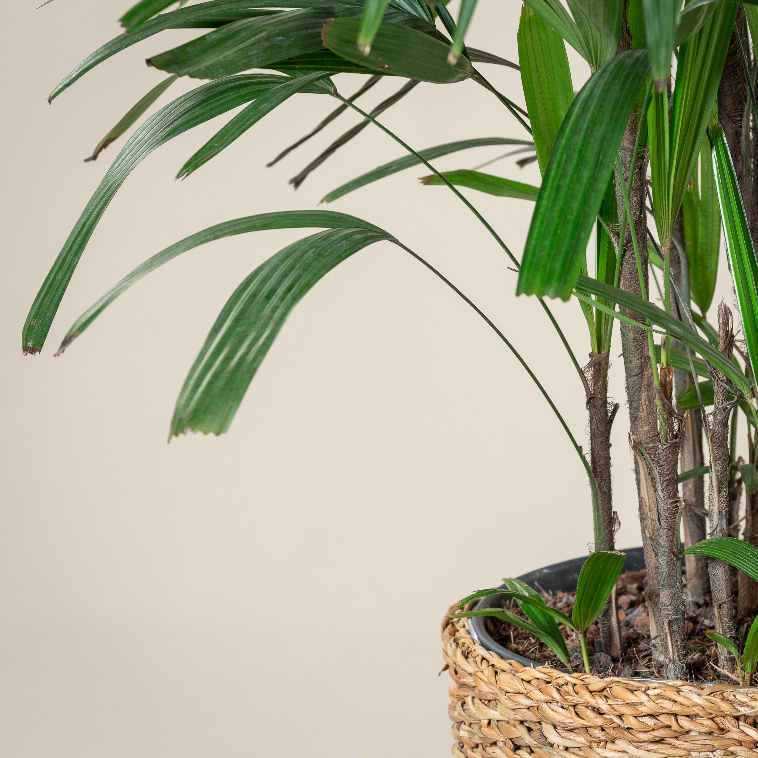 Rhapis excelsa - Image 3
