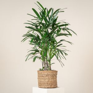Rhapis excelsa