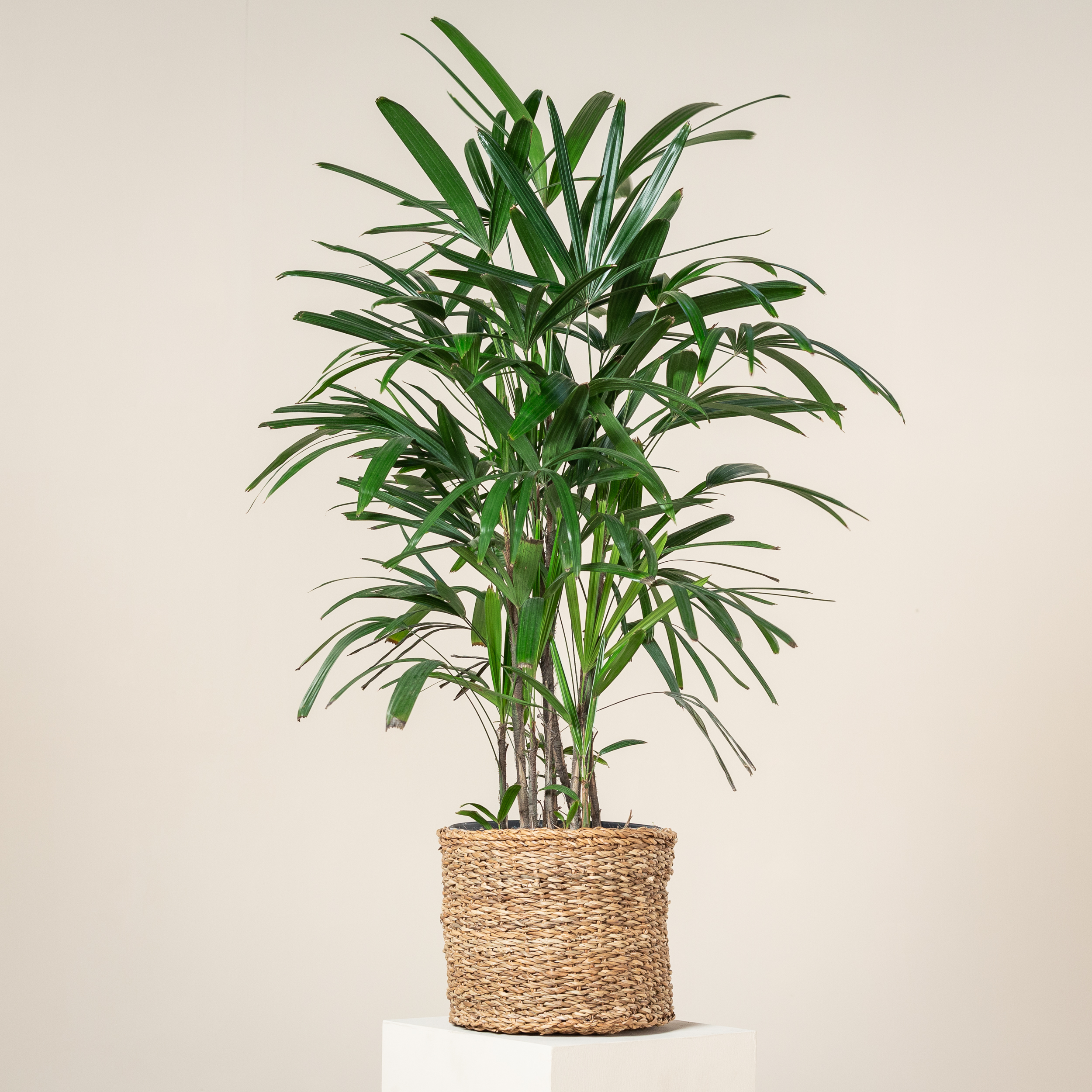 Rhapis excelsa