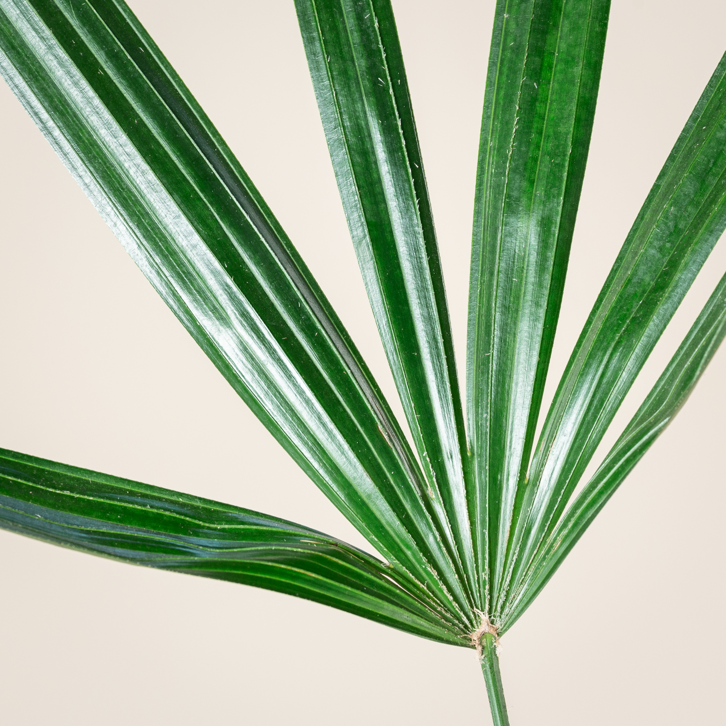 Rhapis excelsa - Image 2
