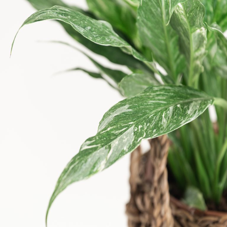 4. Peace Lily (Spathiphyllum)