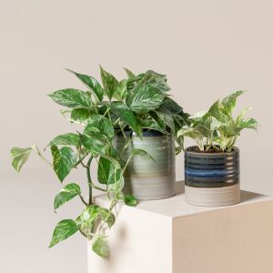 Scindapsus aureus 'Marble Queen'