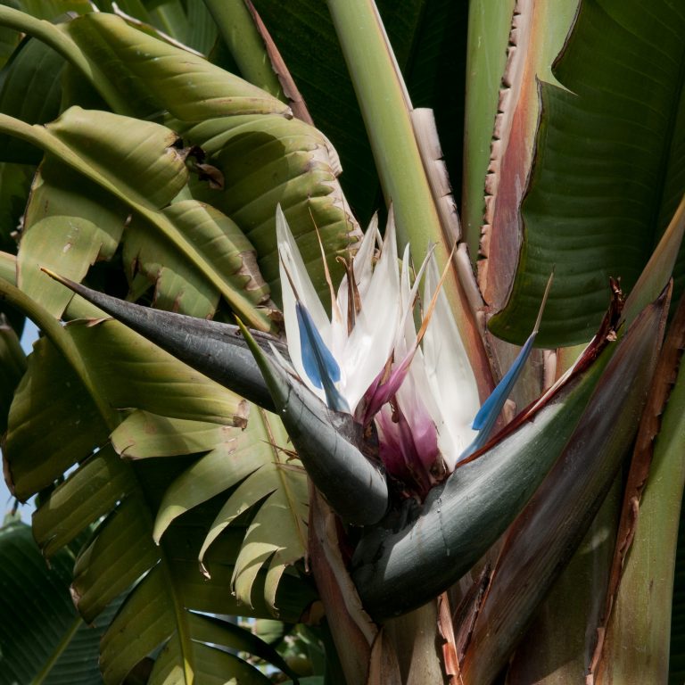 The Bird of Paradise Flower