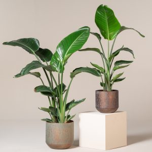 Strelitzia nicolai