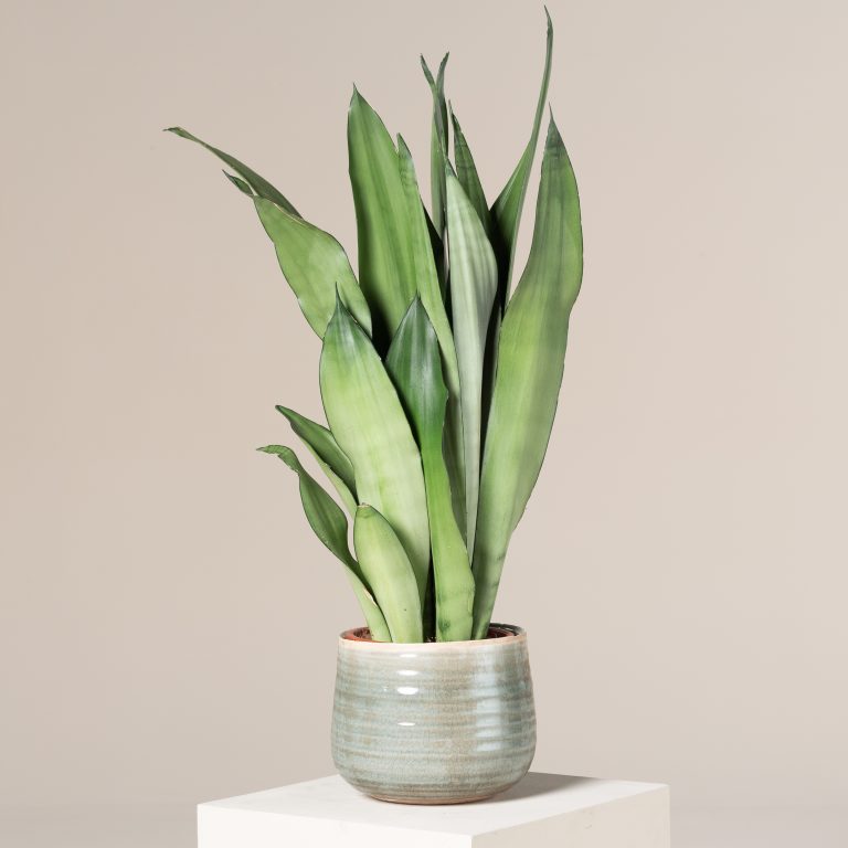 Sansevieria trifasciata 'Moonshine' | The Palm Centre