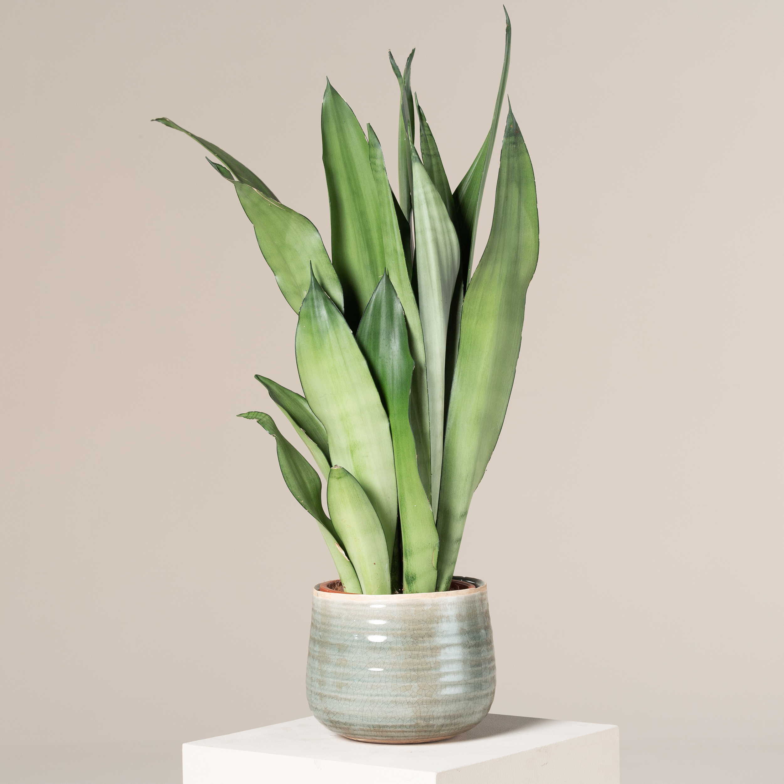 sansevieria trifasciata snake plant Snake Plant Forest Star 'Sansevieria trifasciata hahnii' main image 0