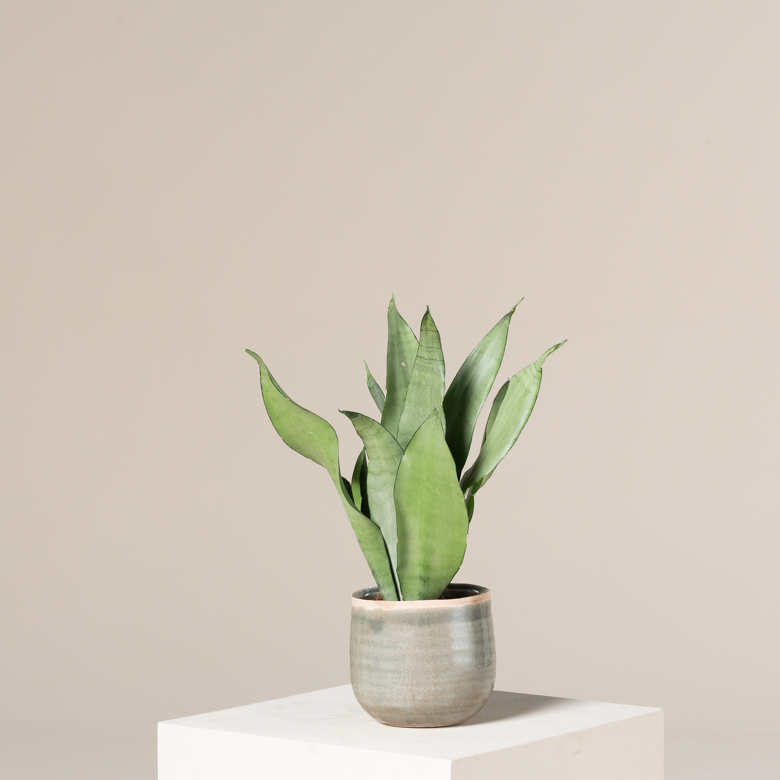 Sansevieria trifasciata 'Moonshine' - Image 5