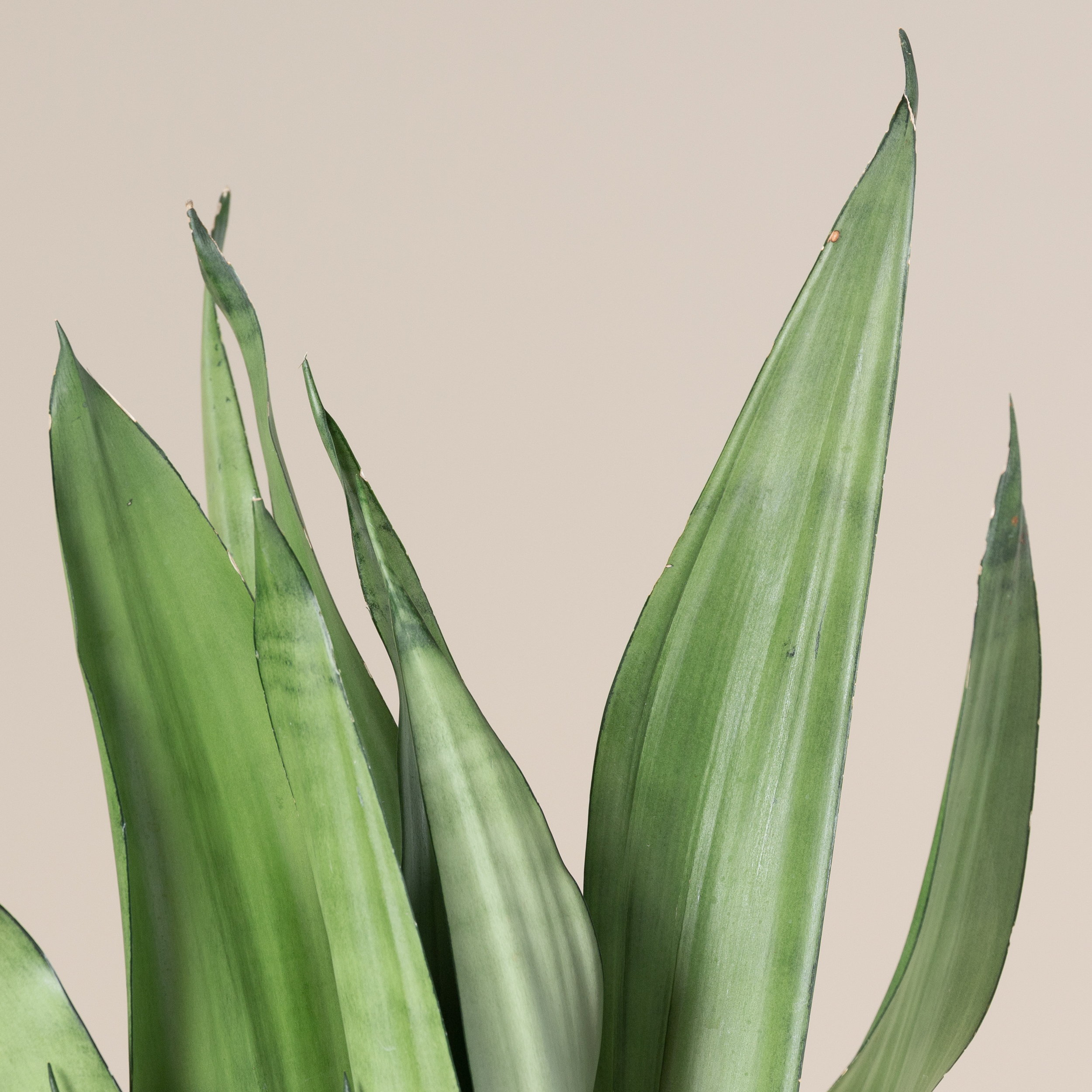 Sansevieria trifasciata 'Moonshine' - Image 4