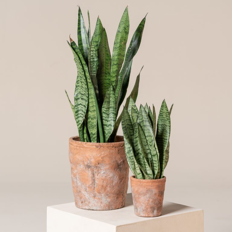 1. Snake Plant (Sansevieria)