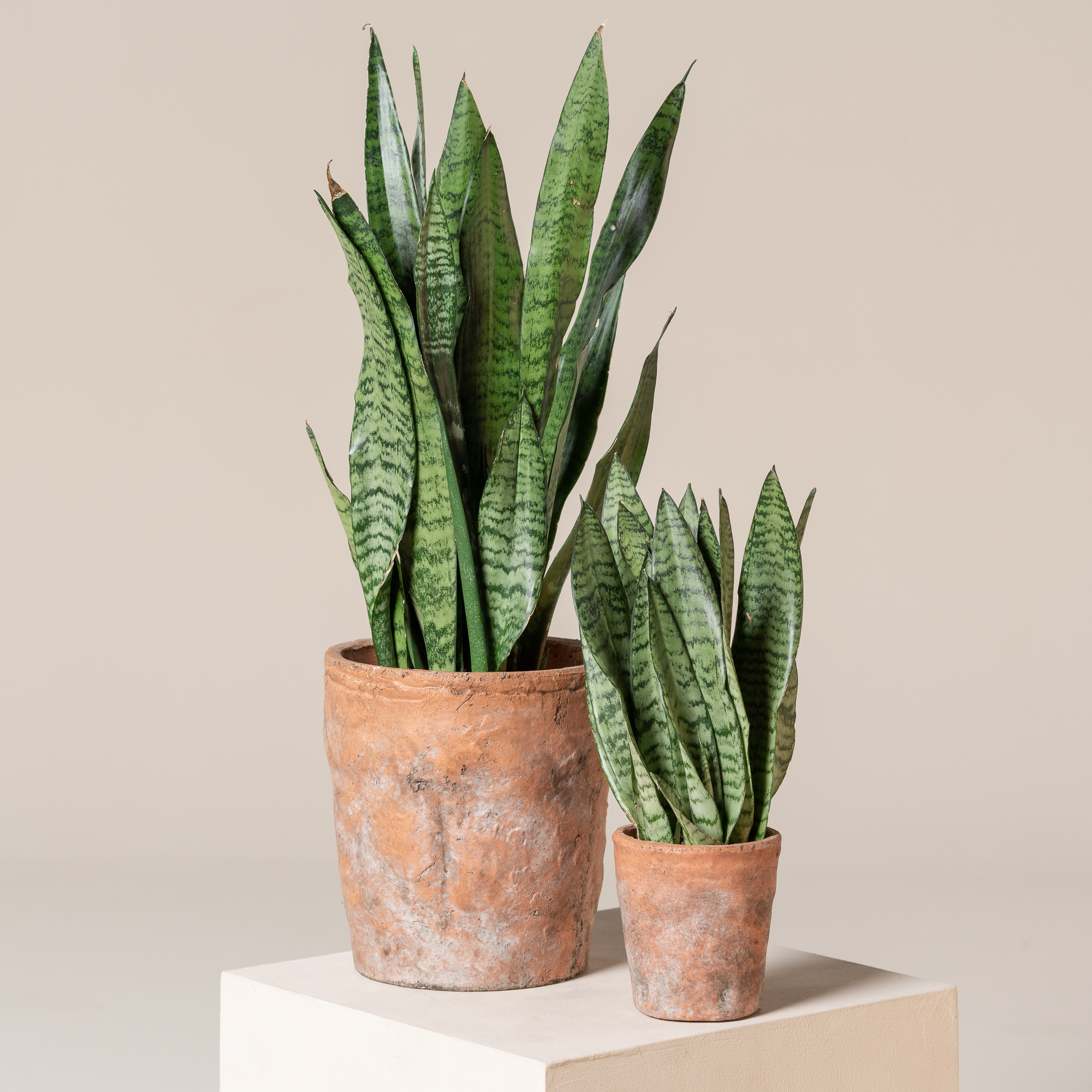 Sansevieria zeylanica | The Palm Centre Sansevieria zeylanica | The Palm Centre