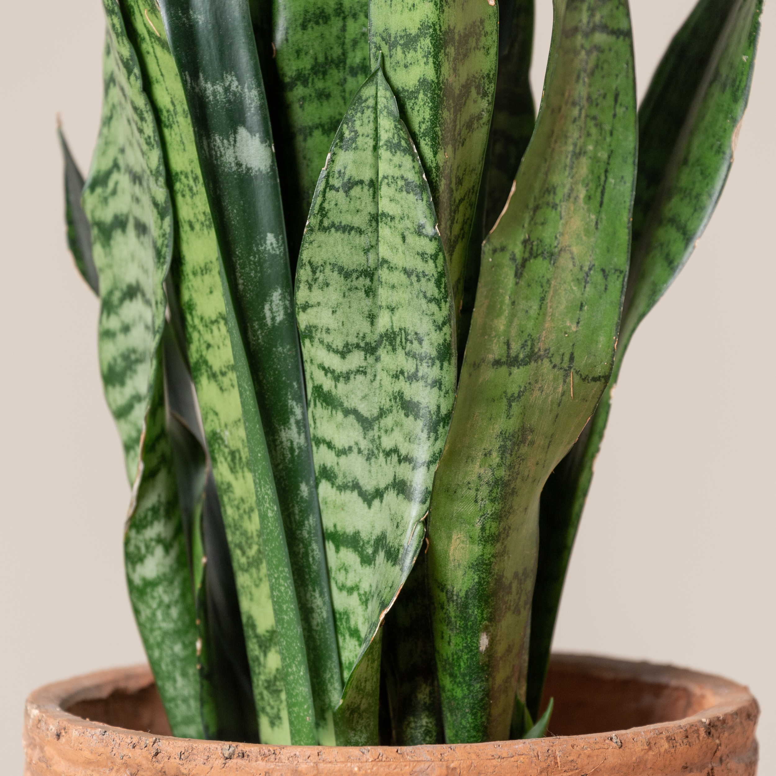 Sansevieria zeylanica | The Palm Centre