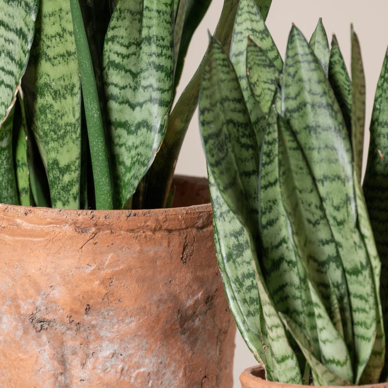 Sansevieria zeylanica | The Palm Centre Sansevieria zeylanica | The Palm Centre