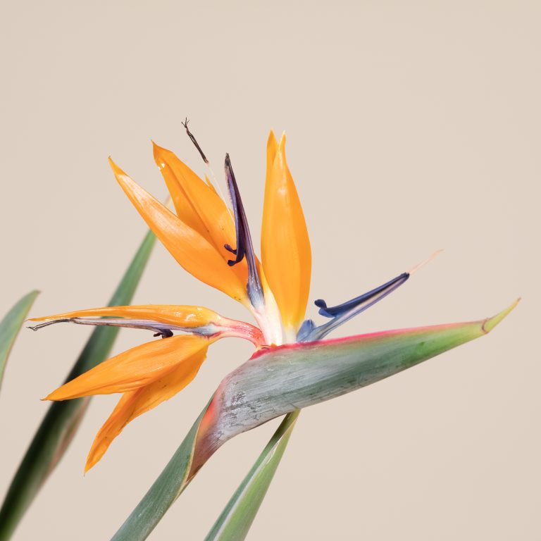 The Bird of Paradise Flower